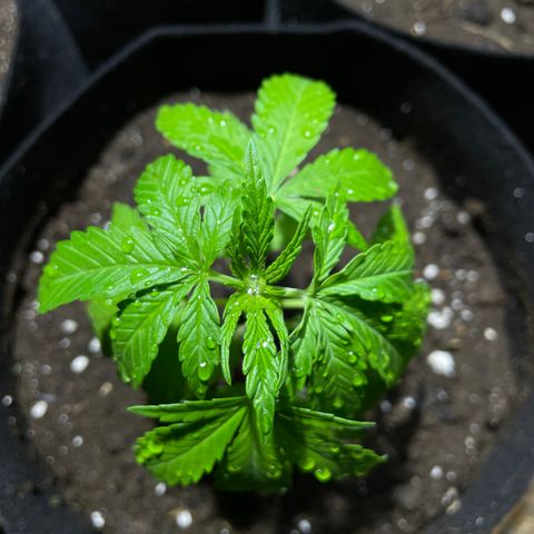 Lebron Haze #4 growlog timeline photo