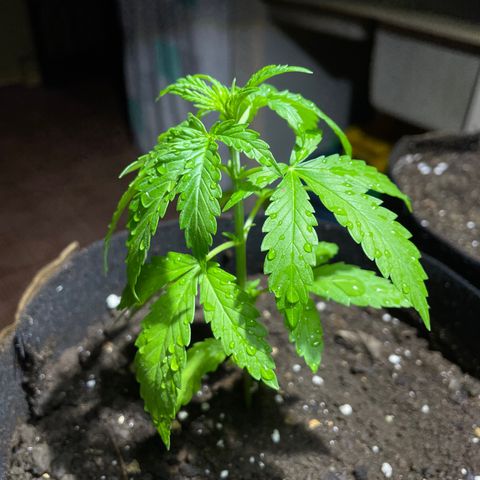 Lebron Haze #4 growlog timeline photo