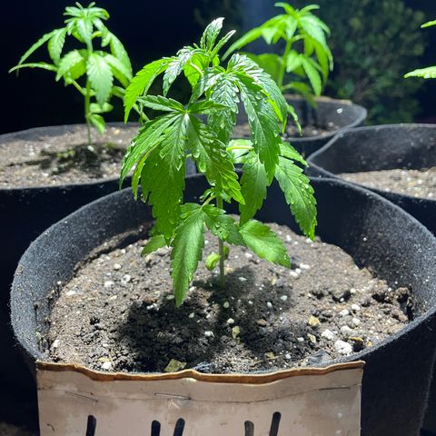 Lebron Haze #4 growlog timeline photo