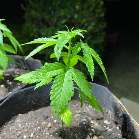Lebron Haze #1 growlog timeline photo