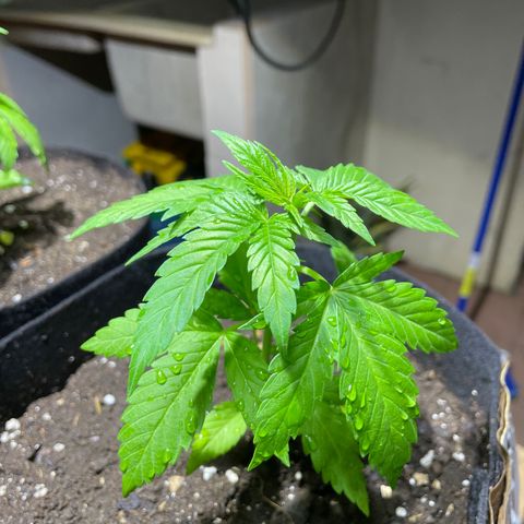Lebron Haze #2 growlog timeline photo