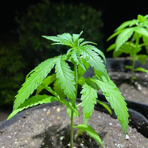 Lebron Haze #3 growlog timeline photo