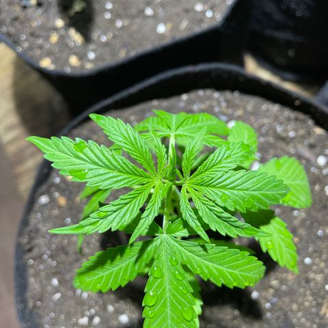 Lebron Haze #3 growlog timeline photo