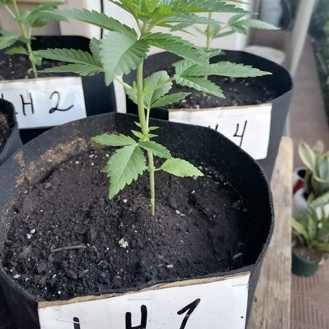 Lebron Haze #1 growlog timeline photo