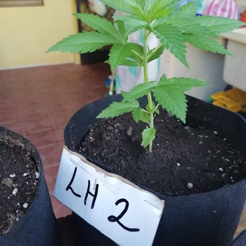 Lebron Haze #2 growlog timeline photo