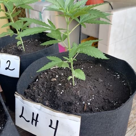 Lebron Haze #4 growlog timeline photo