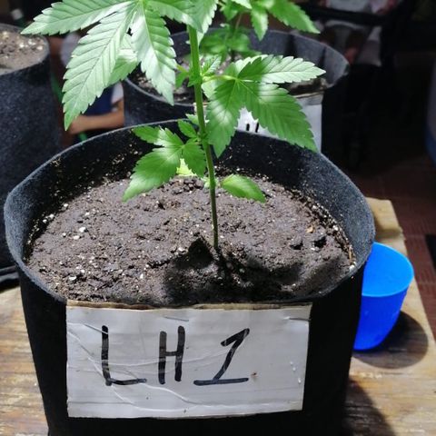 Lebron Haze #1 growlog timeline photo