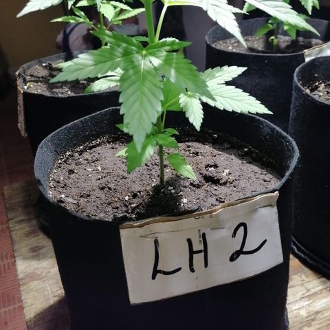 Lebron Haze #2 growlog timeline photo