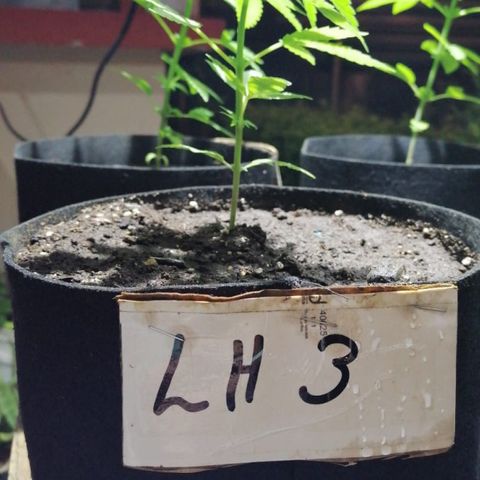 Lebron Haze #3 growlog timeline photo