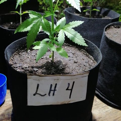Lebron Haze #4 growlog timeline photo