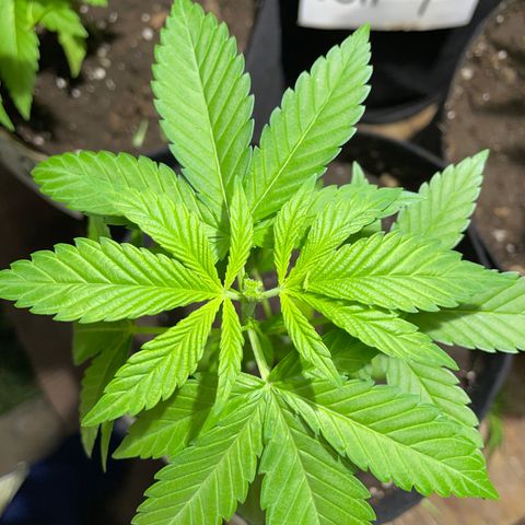 Lebron Haze #1 growlog timeline photo