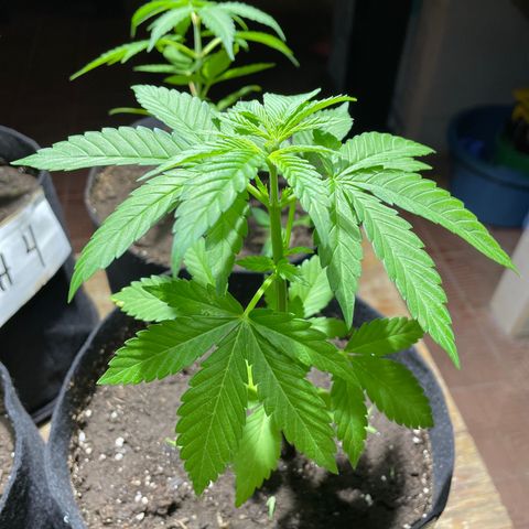 Lebron Haze #1 growlog timeline photo
