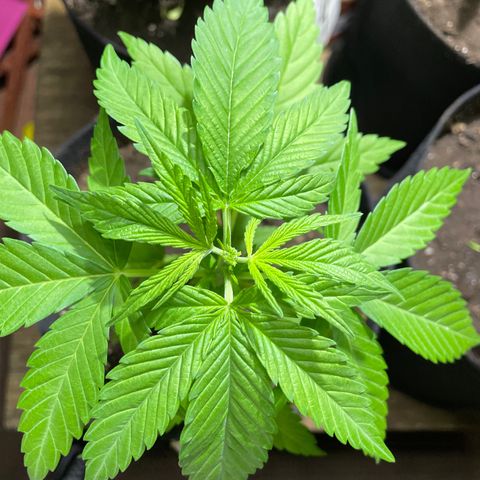 Lebron Haze #2 growlog timeline photo