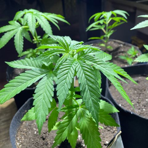 Lebron Haze #2 growlog timeline photo