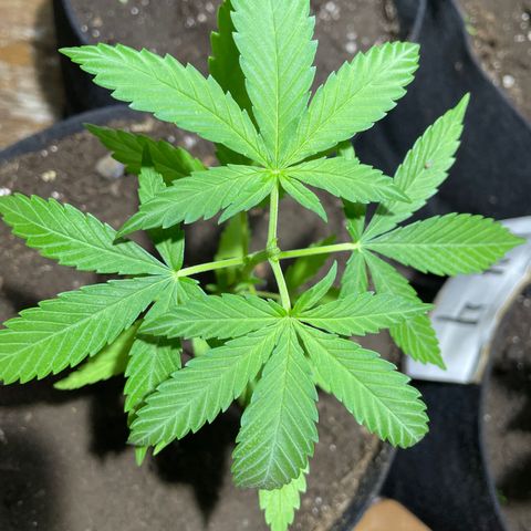 Lebron Haze #3 growlog timeline photo