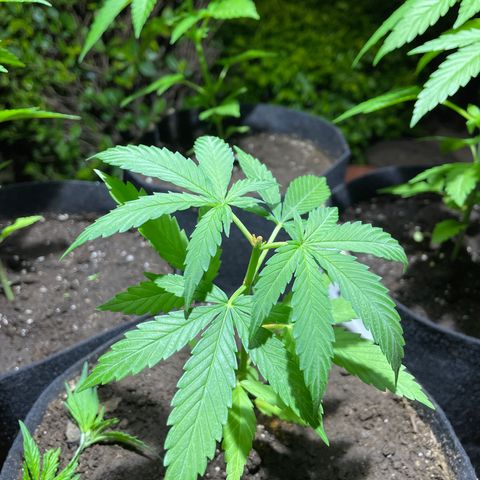 Lebron Haze #3 growlog timeline photo