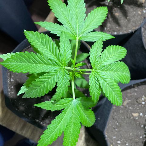 Lebron Haze #4 growlog timeline photo