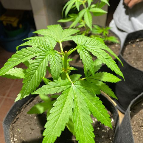 Lebron Haze #4 growlog timeline photo