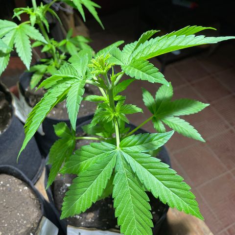 Lebron Haze #1 growlog timeline photo