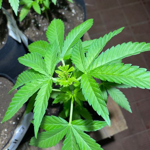 Lebron Haze #1 growlog timeline photo