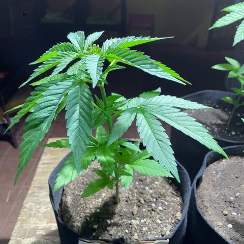 Lebron Haze #1 growlog timeline photo