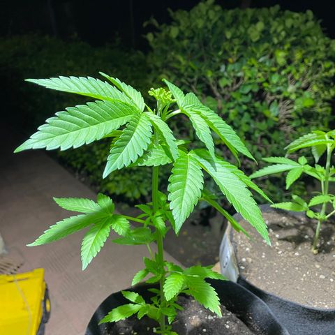 Lebron Haze #1 growlog timeline photo