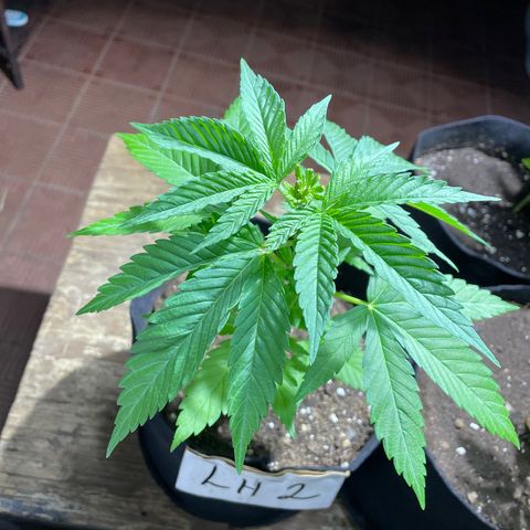 Lebron Haze #2 growlog timeline photo