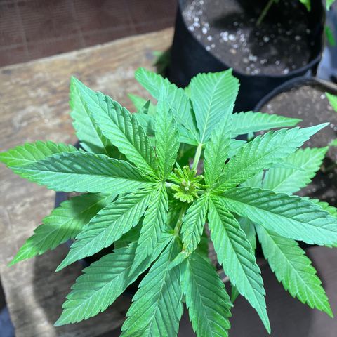 Lebron Haze #2 growlog timeline photo