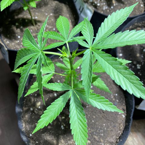 Lebron Haze #3 growlog timeline photo