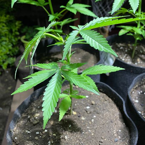Lebron Haze #3 growlog timeline photo