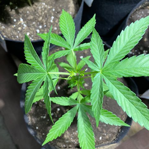 Lebron Haze #3 growlog timeline photo