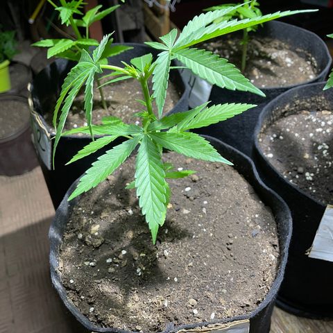 Lebron Haze #3 growlog timeline photo
