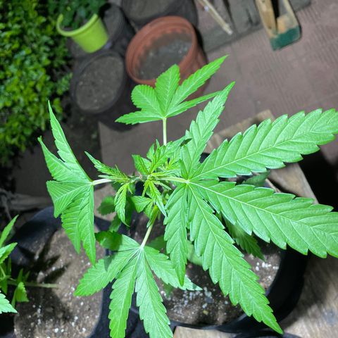 Lebron Haze #4 growlog timeline photo