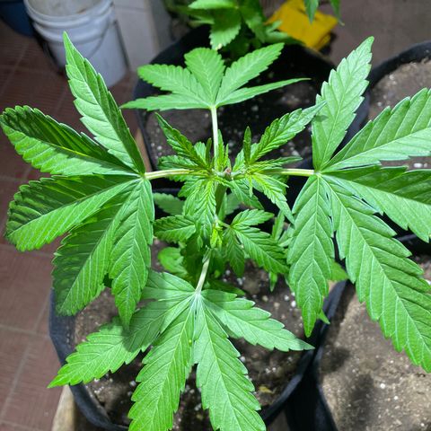 Lebron Haze #4 growlog timeline photo