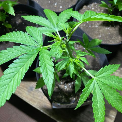 Lebron Haze #4 growlog timeline photo