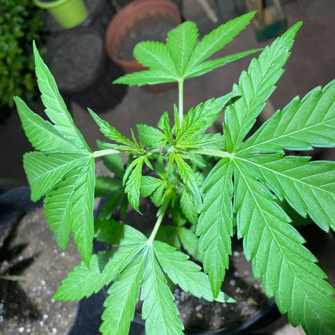 Lebron Haze #4 growlog timeline photo