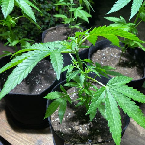 Lebron Haze #4 growlog timeline photo