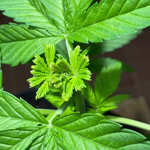 Lebron Haze #1 growlog photo: Poda FIM a los 4 días