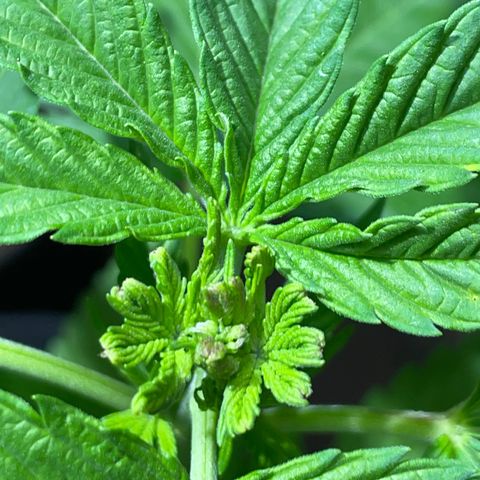 Lebron Haze #2 growlog photo: Poda FIM a los 4 días