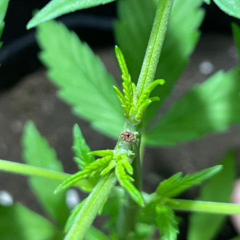 Lebron Haze #3 growlog photo: Poda apical a los 4 días 