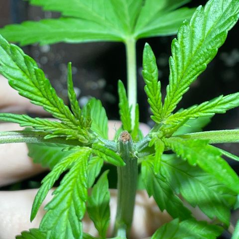 Lebron Haze #4 growlog photo: Poda apical a los 4 días 