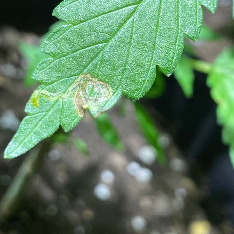 Lebron Haze #1 growlog photo: Afectación por trips, araña roja, cicadellidae, minador y palomilla blanca.

Todo ésto es producto de la exposición que tienen al exterior  y convivir en un ecosistema de un jardín muy variado entre especies de plantas.