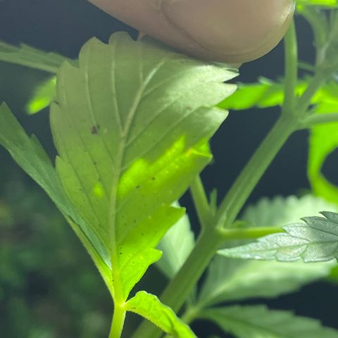Lebron Haze #1 growlog photo: Afectación por trips, araña roja, cicadellidae, minador y palomilla blanca.

Todo ésto es producto de la exposición que tienen al exterior  y convivir en un ecosistema de un jardín muy variado entre especies de plantas.