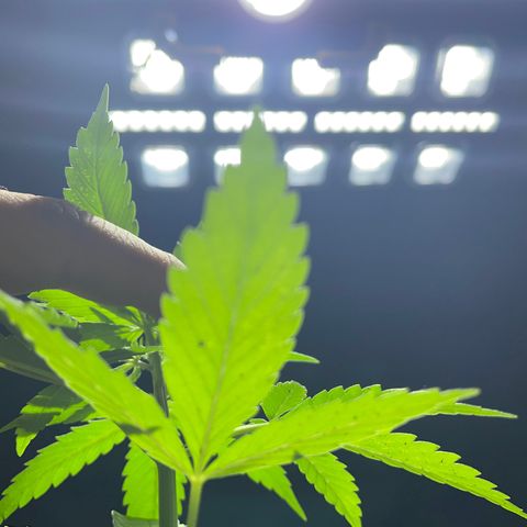 Lebron Haze #1 growlog photo: Afectación por trips, araña roja, cicadellidae, minador y palomilla blanca.

Todo ésto es producto de la exposición que tienen al exterior  y convivir en un ecosistema de un jardín muy variado entre especies de plantas.
