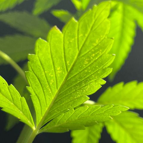 Lebron Haze #1 growlog photo: Afectación por trips, araña roja, cicadellidae, minador y palomilla blanca.

Todo ésto es producto de la exposición que tienen al exterior  y convivir en un ecosistema de un jardín muy variado entre especies de plantas.