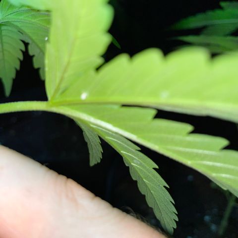 Lebron Haze #1 growlog photo: Afectación por trips, araña roja, cicadellidae, minador y palomilla blanca.

Todo ésto es producto de la exposición que tienen al exterior  y convivir en un ecosistema de un jardín muy variado entre especies de plantas.