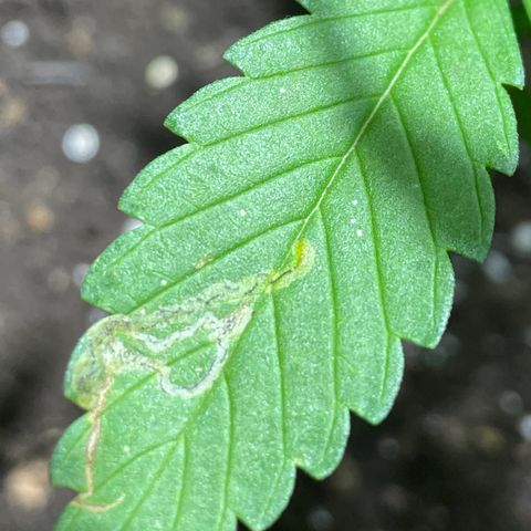 Lebron Haze #1 growlog photo: Afectación por trips, araña roja, cicadellidae, minador y palomilla blanca.

Todo ésto es producto de la exposición que tienen al exterior  y convivir en un ecosistema de un jardín muy variado entre especies de plantas.