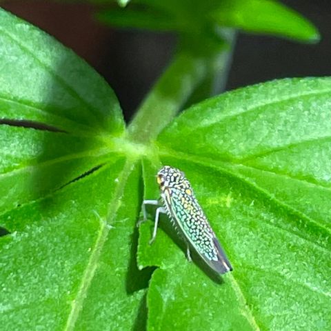 Lebron Haze #1 growlog photo: Afectación por trips, araña roja, cicadellidae, minador y palomilla blanca.

Todo ésto es producto de la exposición que tienen al exterior  y convivir en un ecosistema de un jardín muy variado entre especies de plantas.