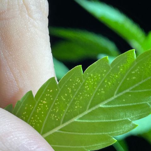 Lebron Haze #1 growlog photo: Afectación por trips, araña roja, cicadellidae, minador y palomilla blanca.

Todo ésto es producto de la exposición que tienen al exterior  y convivir en un ecosistema de un jardín muy variado entre especies de plantas.