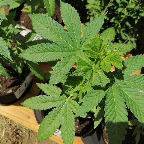 Lebron Haze #1 growlog timeline photo